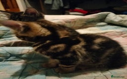 Mixed Breed cats for sale: 3 Beautiful Tabby fluffy Kittens - Image 5