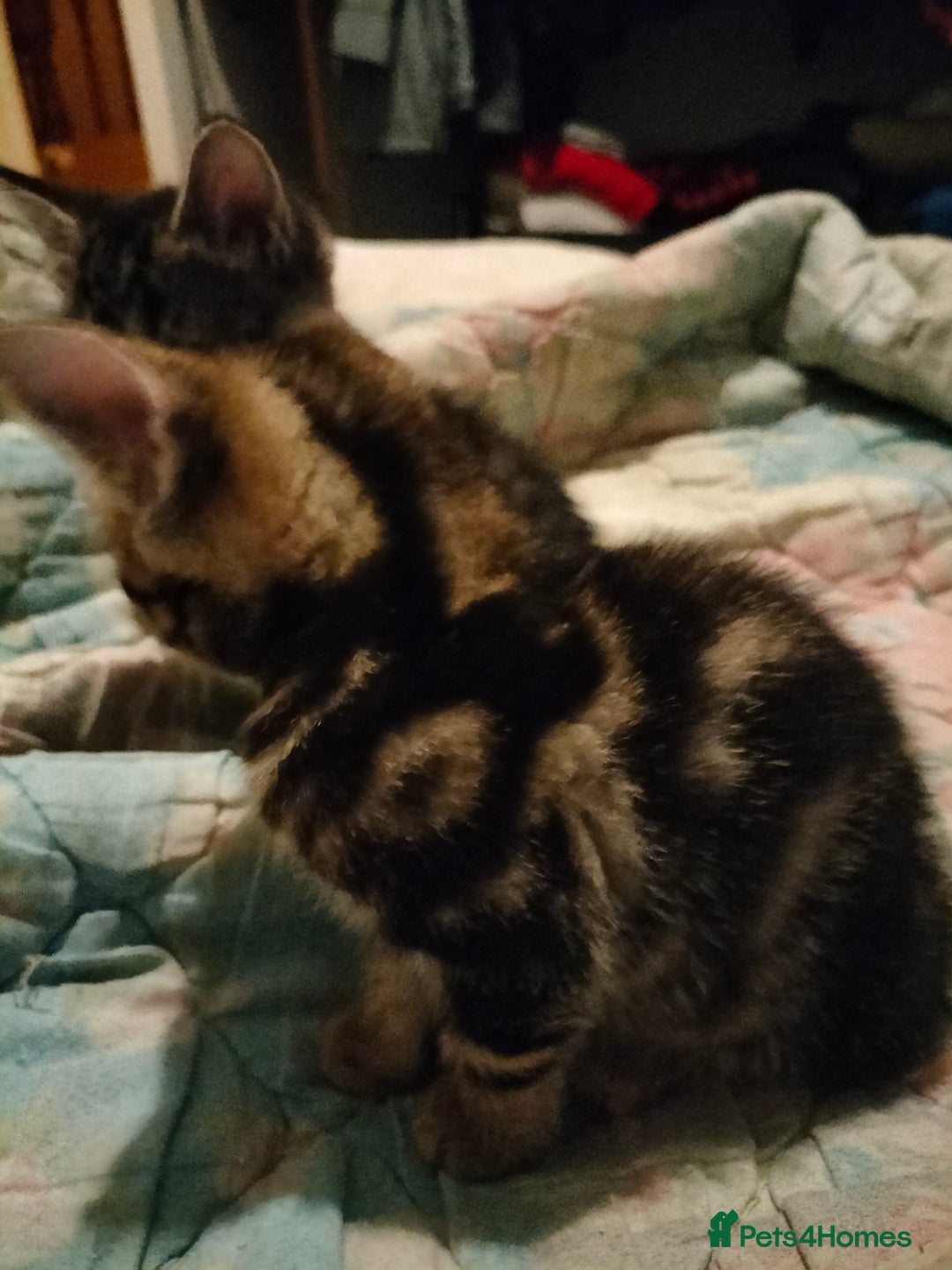 Mixed Breed cats for sale: 3 Beautiful Tabby fluffy Kittens - Image 5
