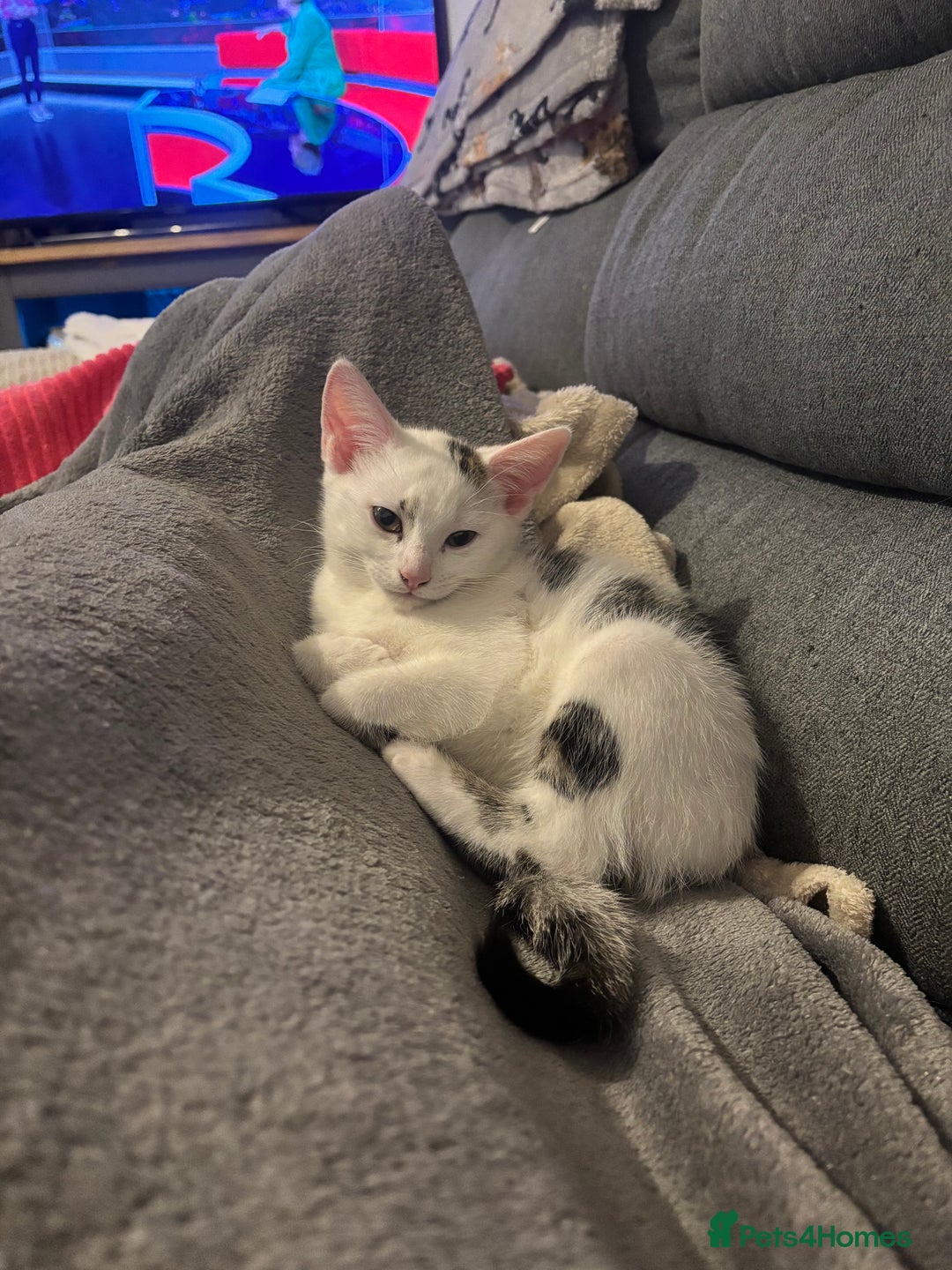 Domestic Shorthair cats for sale: Kittens 2 boys and 1 girl - Advert 5