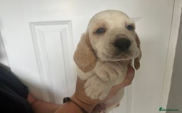Basset Hound dogs for sale: Lemon and white basset pups - Image 9