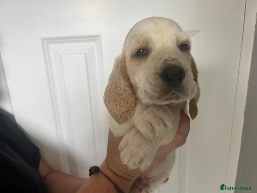 Basset Hound dogs for sale: Lemon and white basset pups - Image 9