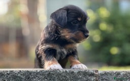 Mixed Breed dogs for sale: Gorgeous Jack Russell x Norfolk terrier pups  - Image 5