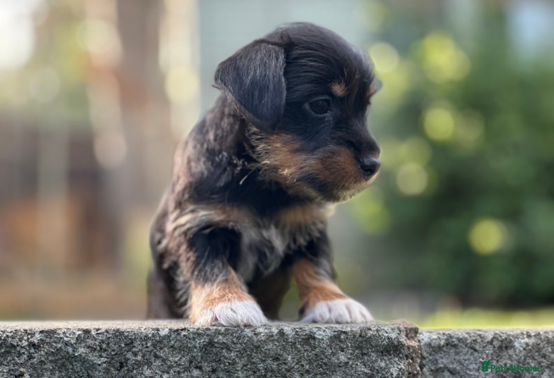 Mixed Breed dogs for sale: Gorgeous Jack Russell x Norfolk terrier pups  - Image 5