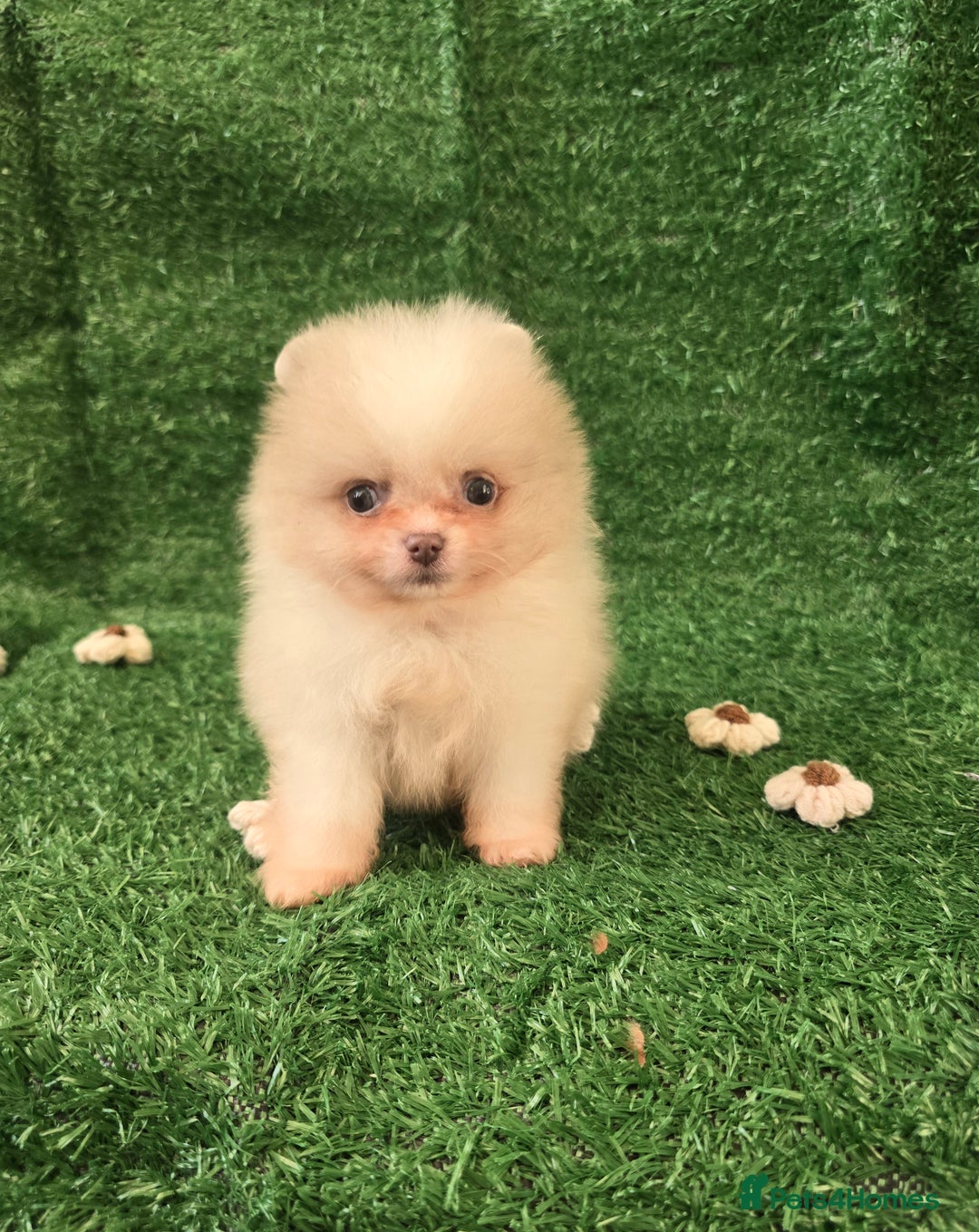 Pomeranian dogs for sale: 💜Lavender lilac chocolate merle exceptional poms - Advert 12