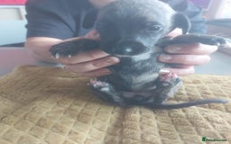 Whippet dogs for sale: Whippet Puppies - Image 21