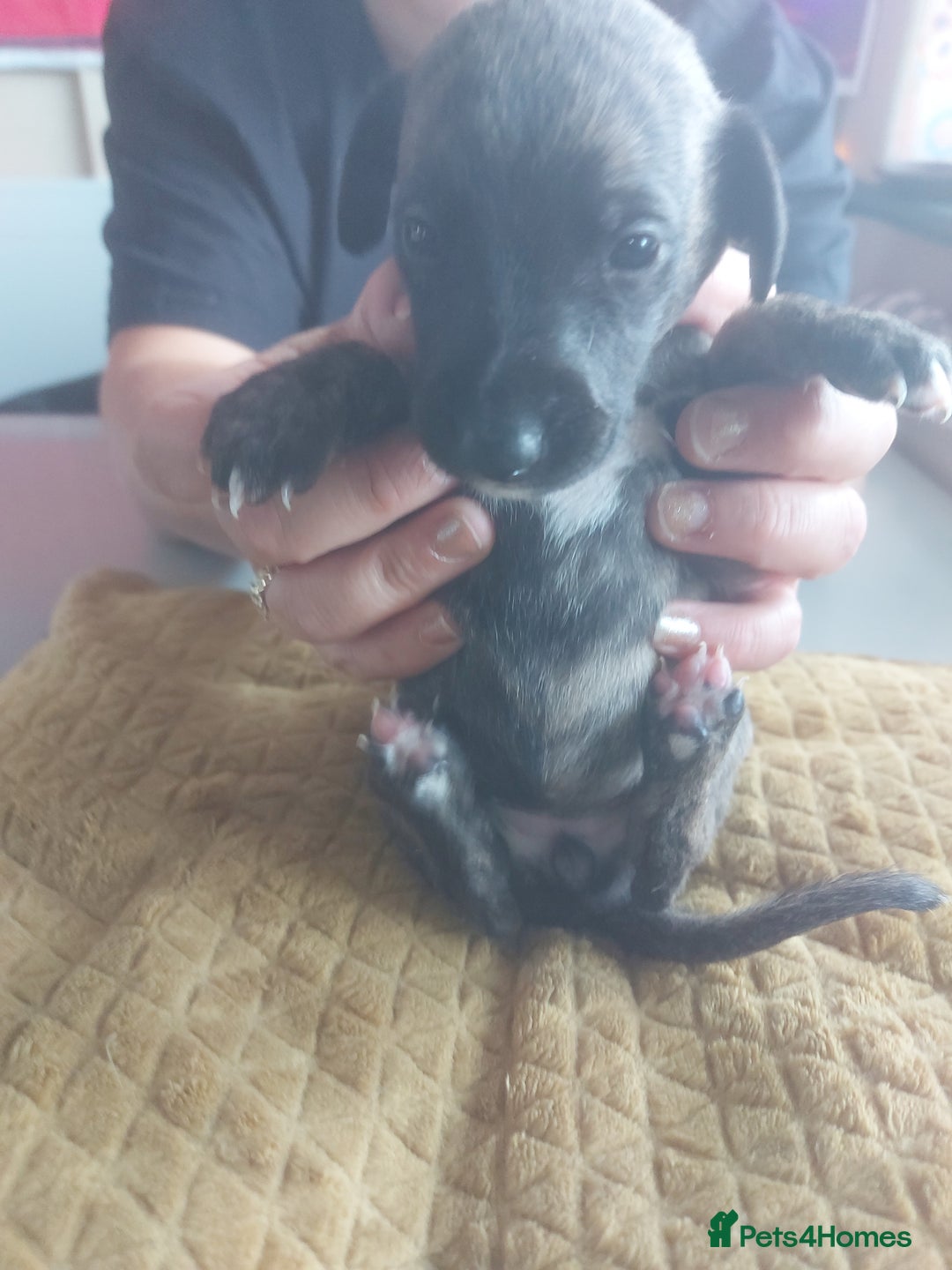 Whippet dogs for sale: Whippet Puppies - Image 21