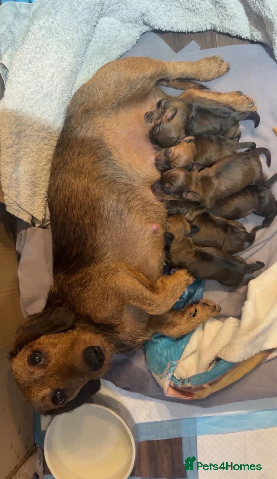 Miniature Dachshund dogs for sale: Miniature Dachshund Puppies for Sale in Basildon - Advert 2