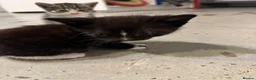 British Shorthair cats for sale: Kittens – Domestic Shorthair - Advert 18
