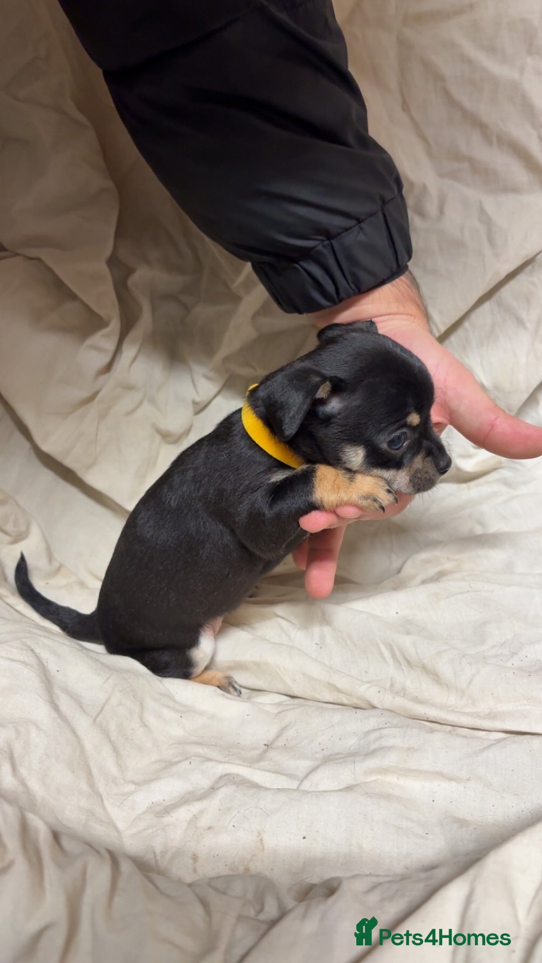 Mixed Breed dogs for sale: 🐶 Adorable Miniature Pinscher×Chihuahua Puppies - Advert 11