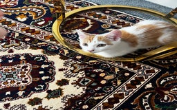 Mixed Breed cats for sale: calico male kitten READY TO LEAVE - Image 20