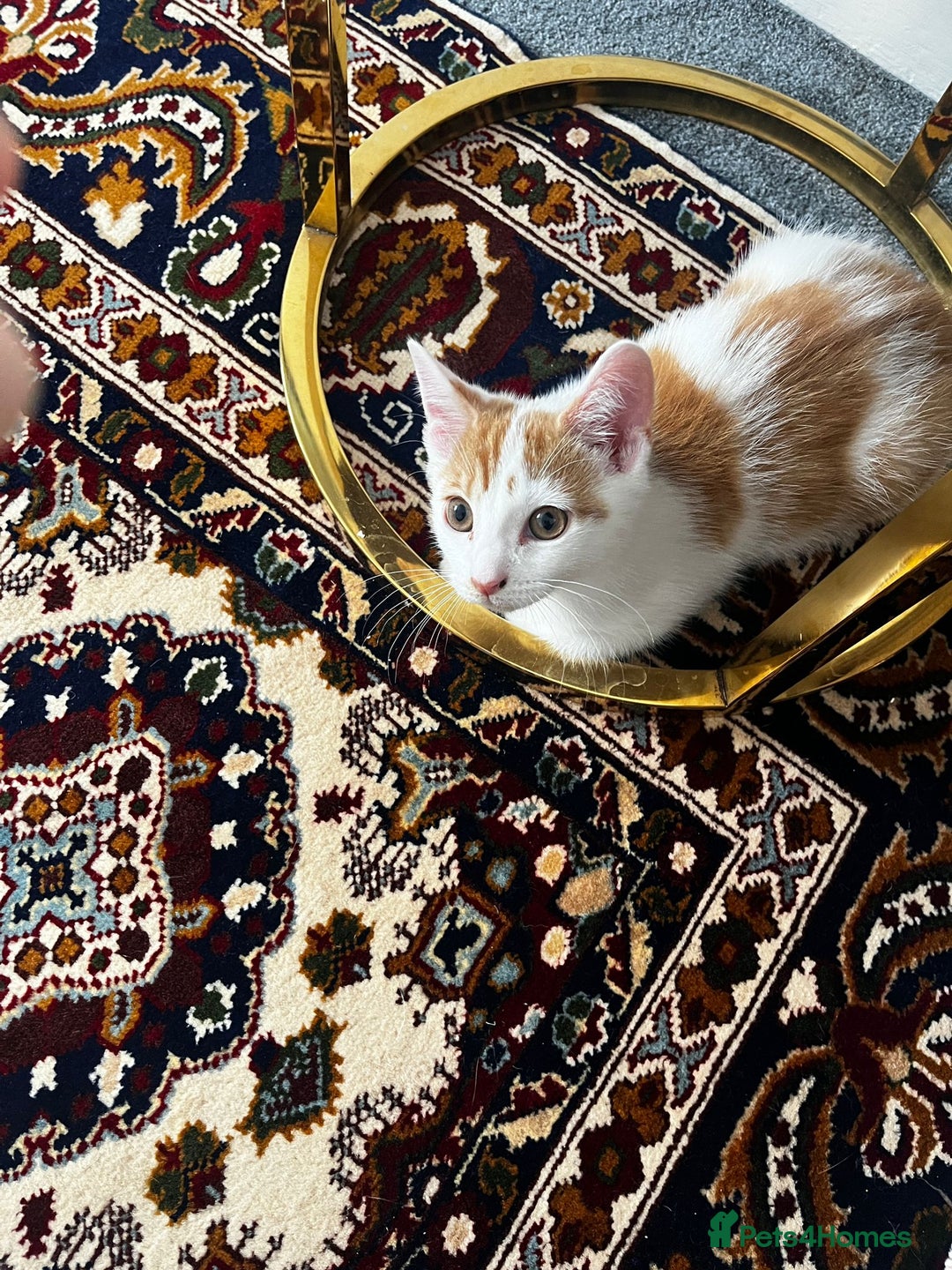 Mixed Breed cats for sale: calico male kitten READY TO LEAVE - Image 20
