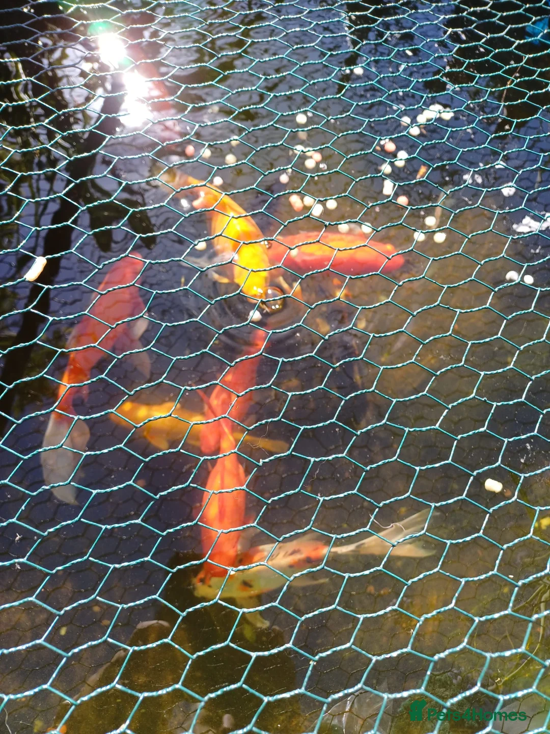 Goldfish fish for sale: Goldfish - Advert 4