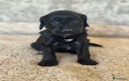 Cockapoo dogs for sale: BEAUTIFUL MERLE COCKER POO PUPPIES, HEALTH TESTED - Image 24