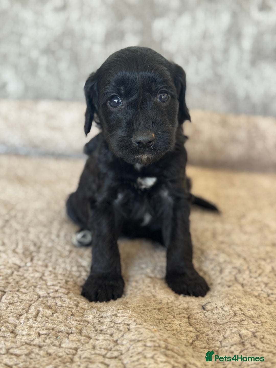 Cockapoo dogs for sale: BEAUTIFUL MERLE COCKER POO PUPPIES, HEALTH TESTED - Image 24