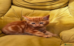 Mixed Breed cats for sale: Sweets in their pure form and without calories. - Image 8