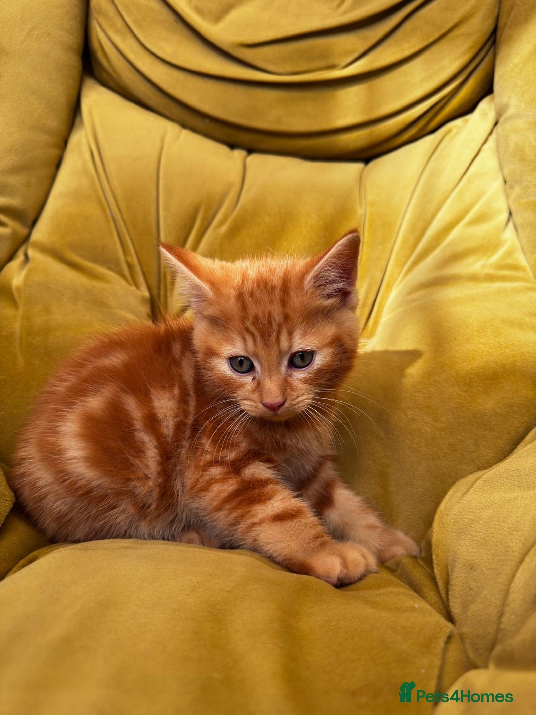 Mixed Breed cats for sale: Sweets in their pure form and without calories. - Image 8