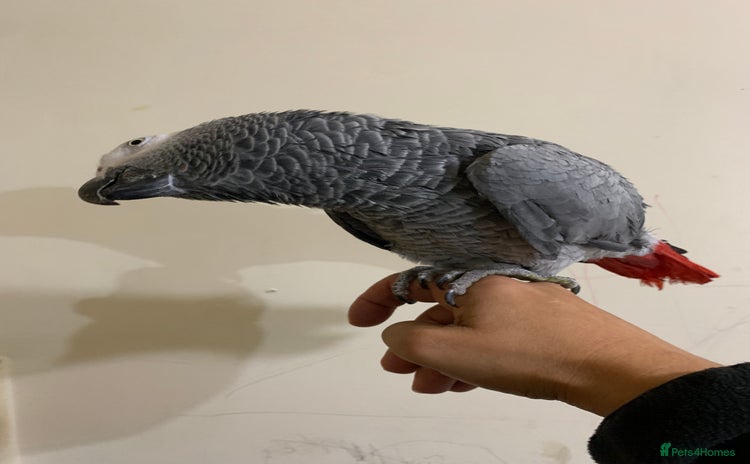 Macaws birds Super tame African grey parrot - Advert 2