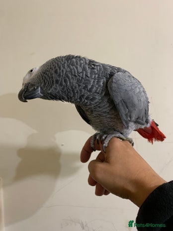 Macaws birds Super tame African grey parrot - Advert 2