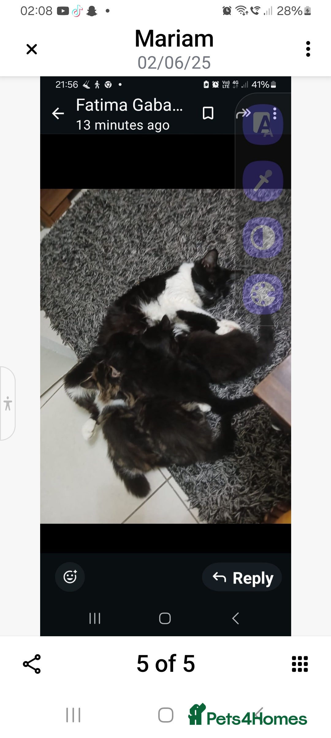 Mixed Breed cats for sale: Fluffs&Sibs - Image 6