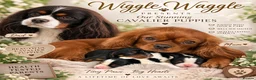 Cavalier King Charles Spaniel dogs for sale: Stunning KC Cavalier King Charles  - Advert 12