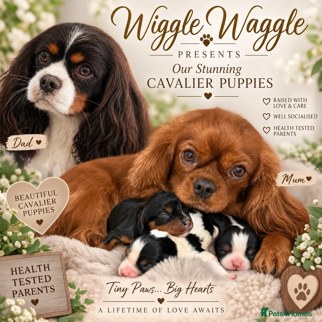 Cavalier King Charles Spaniel dogs for sale: Stunning KC Cavalier King Charles  - Advert 12
