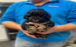 Toy Poodle dogs for sale: PEDIGREE TOY POODLES PRA CLEAR  - Advert 19