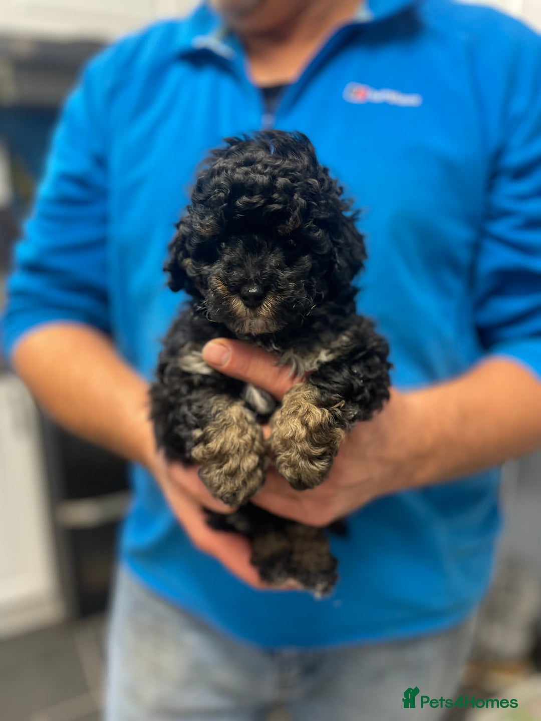 Toy Poodle dogs for sale: PEDIGREE TOY POODLES PRA CLEAR  - Advert 19
