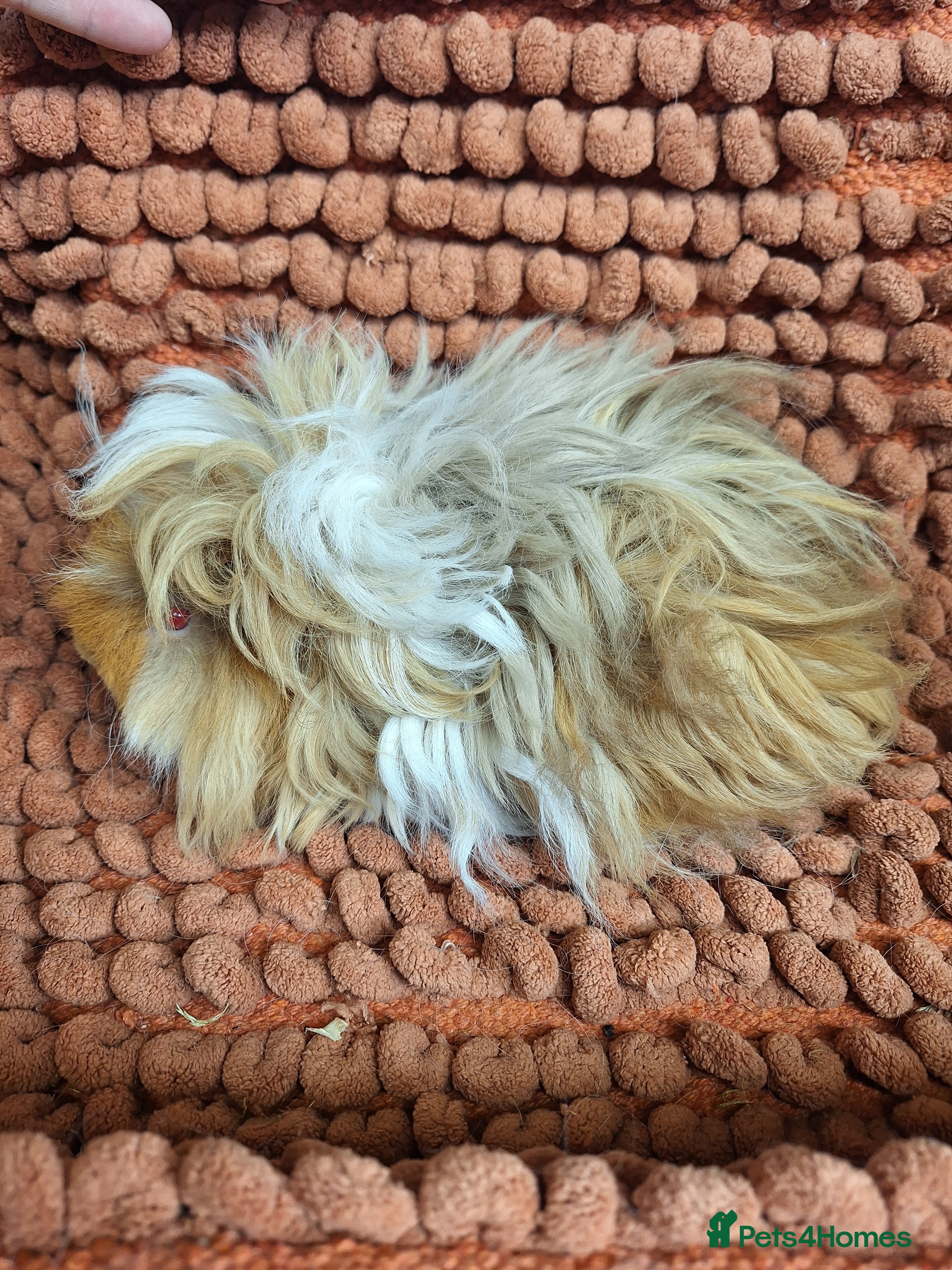 Guinea Pig rodents Purebred lunkarya guinea pig boars - Advert 14