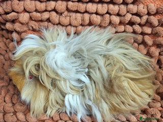 Guinea Pig rodents for sale: Purebred lunkarya guinea pig boars - Advert 1