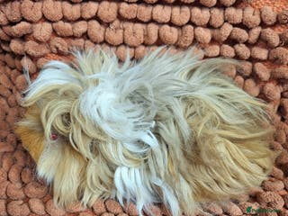 Guinea Pig rodents Purebred lunkarya guinea pig boars - Advert 24