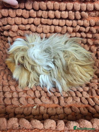 Guinea Pig rodents Purebred lunkarya guinea pig boars - Advert 1