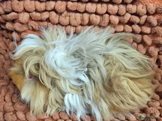 Guinea Pig rodents Purebred lunkarya guinea pig boars - Advert 11