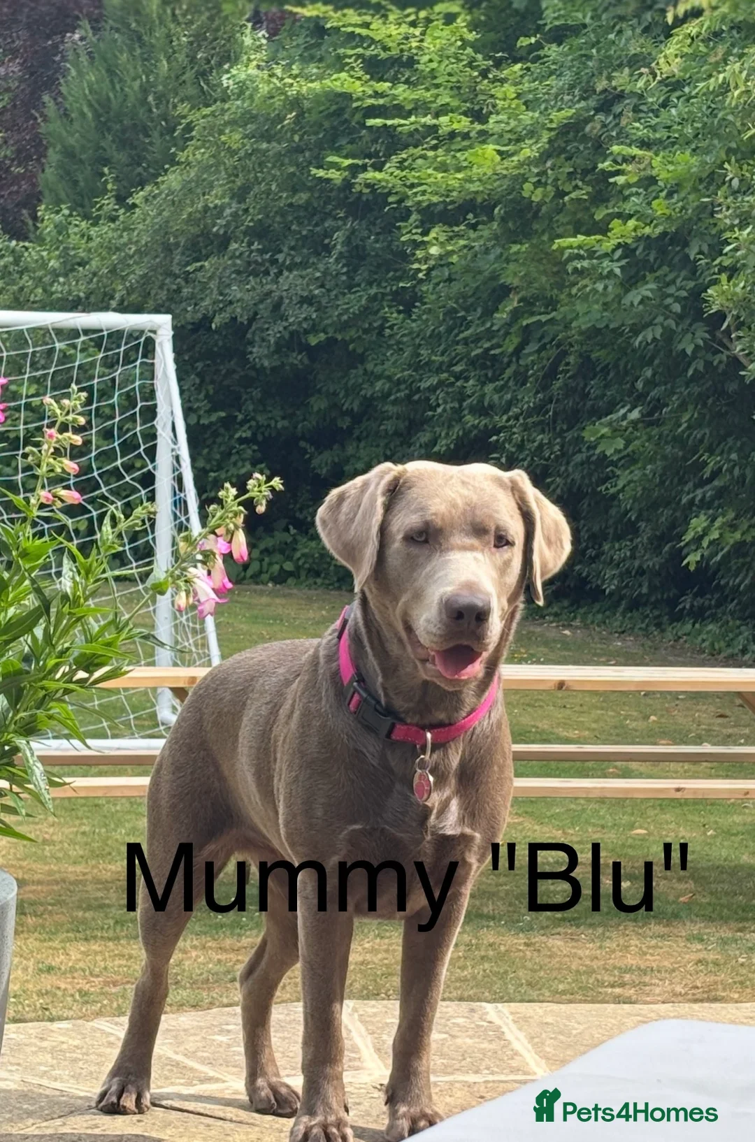 Labrador Retriever dogs for sale: 🐾✨ Silver Labrador Puppies – Exp. July 2026 ✨🐾 - Advert 11