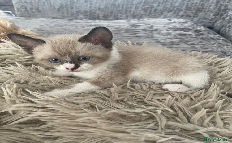 Snowshoe cats - Advert 1
