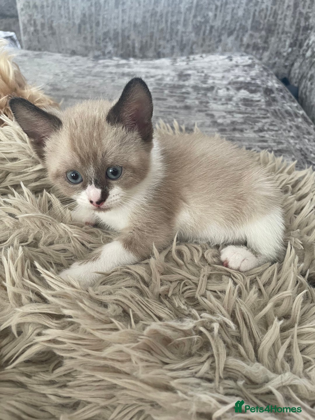 Snowshoe cats for sale: Half snow shoe kittens both male - Image 1