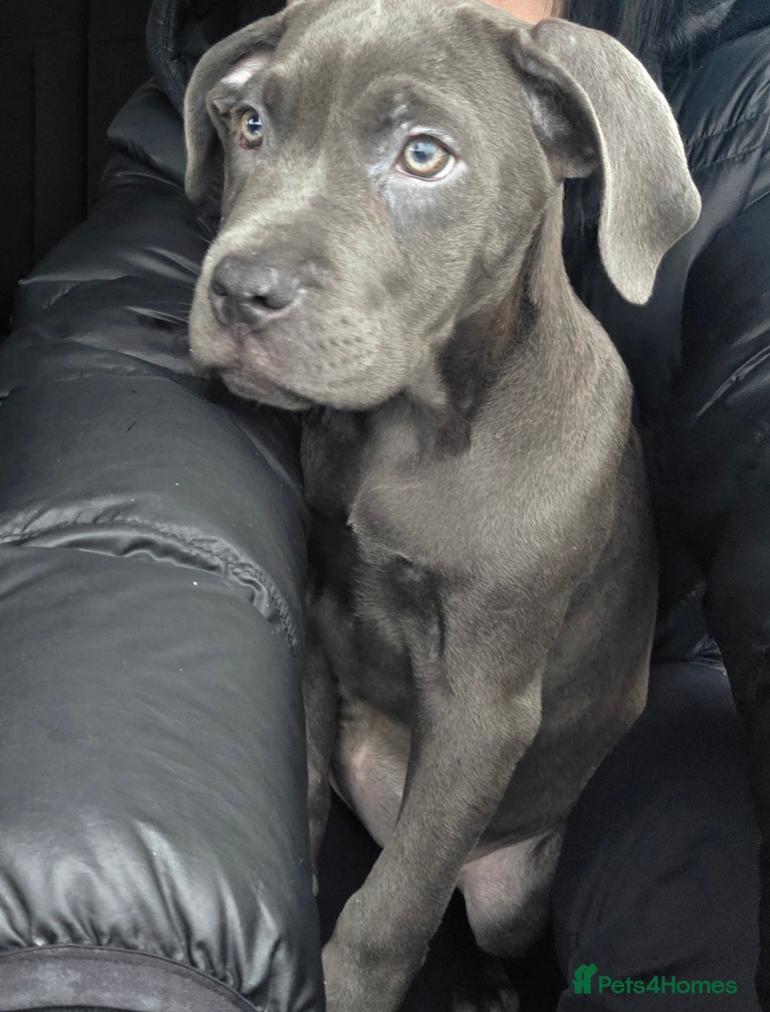Cane Corso dogs for sale: Blue Cane Corso Puppy (female) - Advert 8