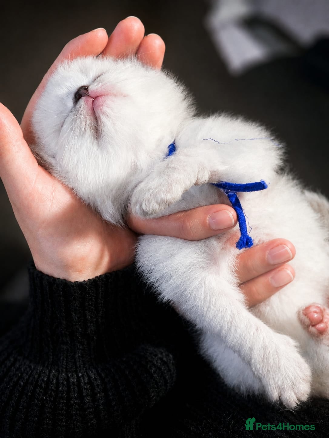 Ragdoll cats 🐾𝐒𝐭𝐮𝐧𝐧𝐢𝐧𝐠 𝐑𝐚𝐠𝐝𝐨𝐥𝐥 𝐊𝐢𝐭𝐭𝐞𝐧𝐬🐾 - Advert 1