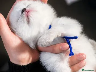 Ragdoll cats 🐾𝐒𝐭𝐮𝐧𝐧𝐢𝐧𝐠 𝐑𝐚𝐠𝐝𝐨𝐥𝐥 𝐊𝐢𝐭𝐭𝐞𝐧𝐬🐾 - Advert 2