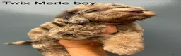 Cockapoo dogs for sale:      F1 Cockapoo Puppies  | Health Tested  - Advert 37
