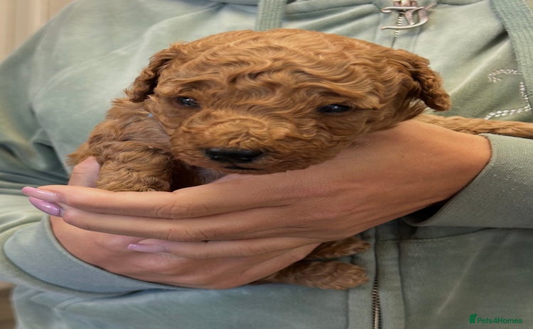 Miniature Poodle dogs - Advert 16
