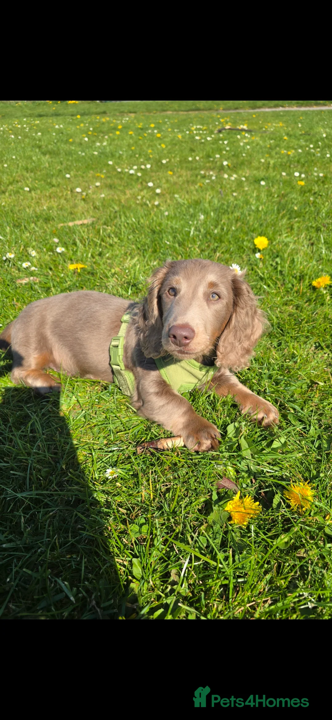Dachshund dogs for sale: Gorgeous long haired male dachshund in Leeds - Advert 2