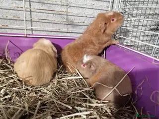 Guinea Pig rodents Baby guinea pigs boys and girls - Advert 7
