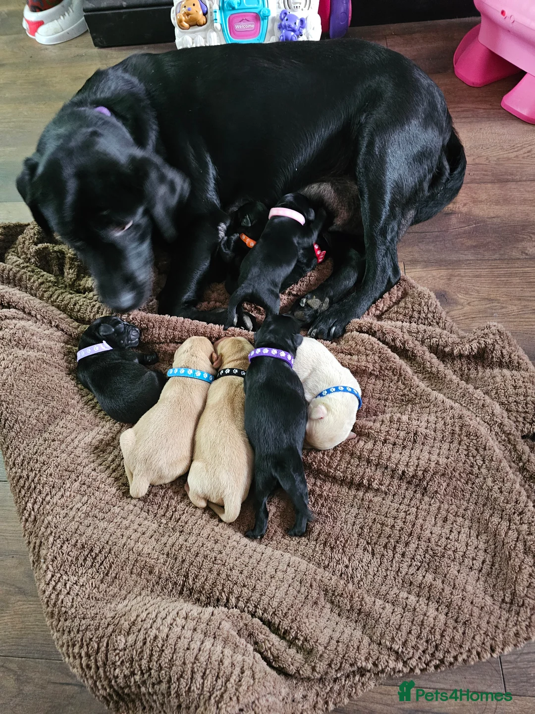 Labrador Retriever dogs for sale: Labradors  in Whitehaven - Advert 2