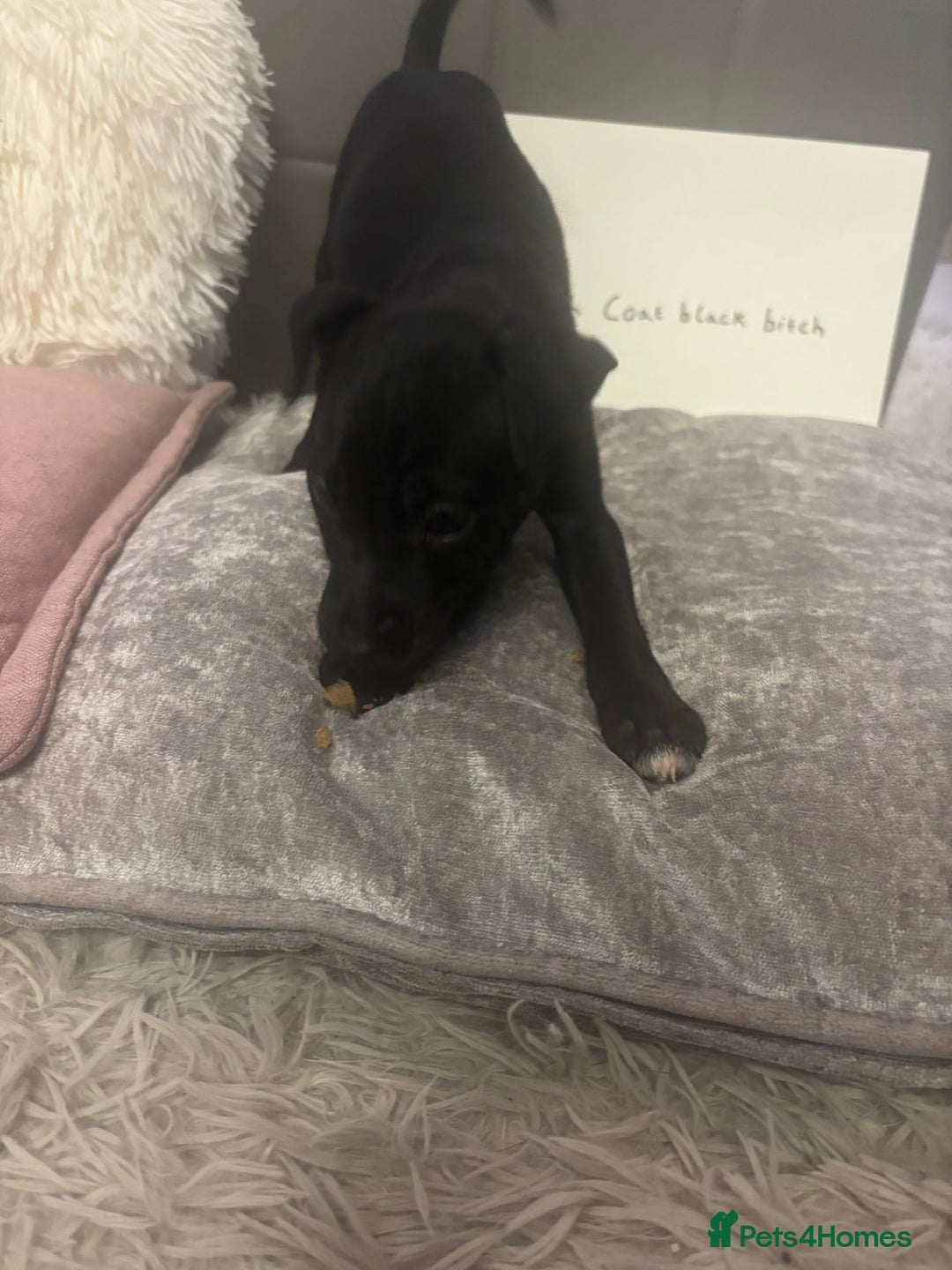 Patterjack dogs for sale:  🐾Patterdale x Jack Russell Puppies🐾 - Image 7