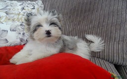Yorkshire Terrier dogs for sale: Rare Colourful Pedigree Yorkies Certified Breeder - Image 35