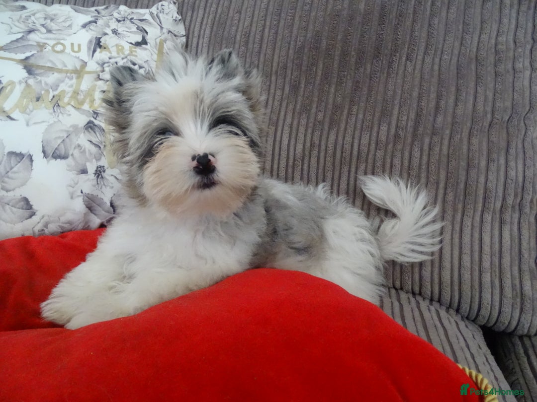 Yorkshire Terrier dogs for sale: Rare Colourful Pedigree Yorkies Certified Breeder - Image 35