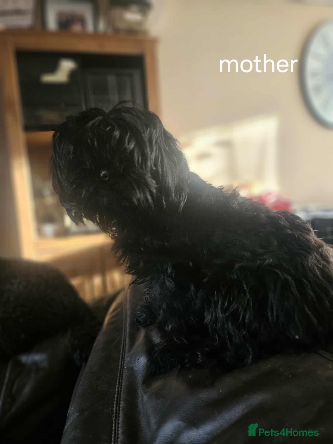 Mixed Breed dogs for sale: Shitzu cocapoo puppies - Image 2