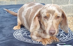 Dachshund dogs for sale: Beautiful Adult Feamel  - Image 4