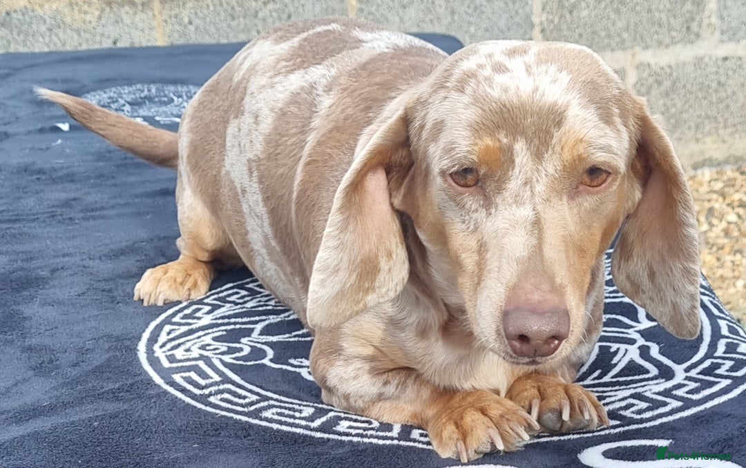 Dachshund dogs for sale: Beautiful Adult Feamel  - Image 4