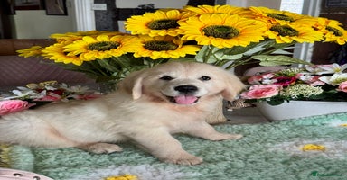 Golden Retriever dogs - Advert 15